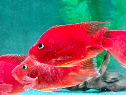 Papageienbuntbarsch Parrot rot  Cichlasoma spec. Amphilophus  10-13 cm