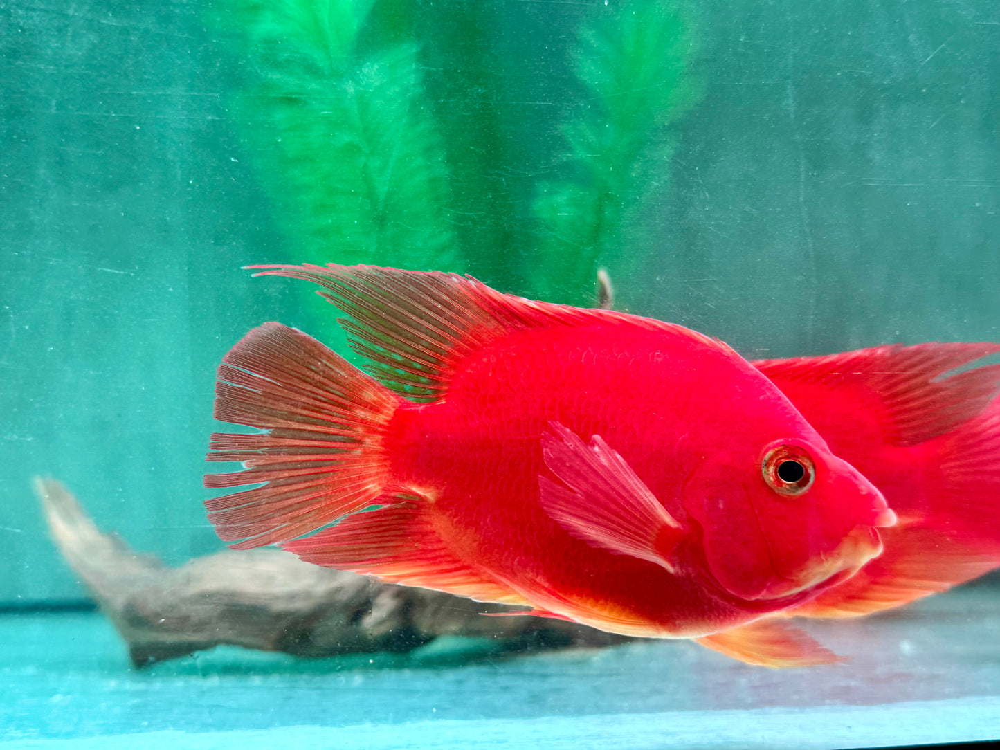 Papageienbuntbarsch Parrot rot  Cichlasoma spec. Amphilophus  10-13 cm