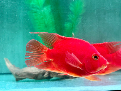 Papageienbuntbarsch Parrot rot  Cichlasoma spec. Amphilophus  10-13 cm