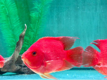 Papageienbuntbarsch Parrot rot  Cichlasoma spec. Amphilophus  10-13 cm