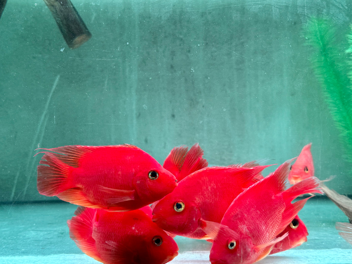 Papageienbuntbarsch Parrot rot  Cichlasoma spec. Amphilophus  10-13 cm