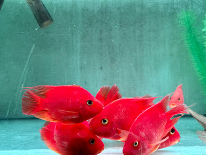 Papageienbuntbarsch Parrot rot  Cichlasoma spec. Amphilophus  10-13 cm