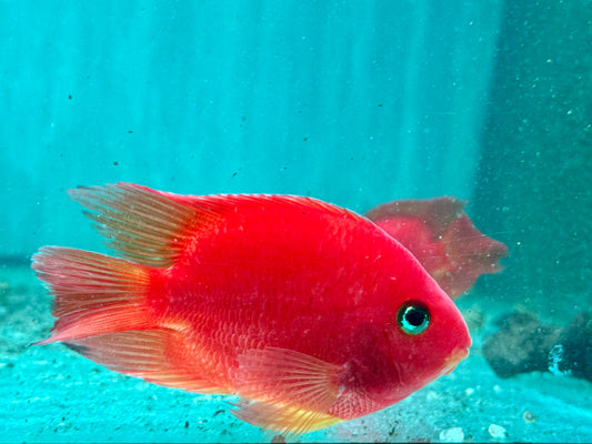 Papageienbuntbarsch Parrot rot  Cichlasoma spec. Amphilophus  7-9 cm