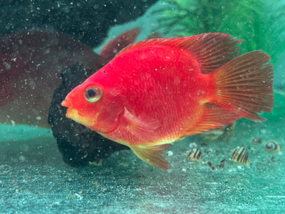 Papageienbuntbarsch Parrot rot  Cichlasoma spec. Amphilophus  7-9 cm
