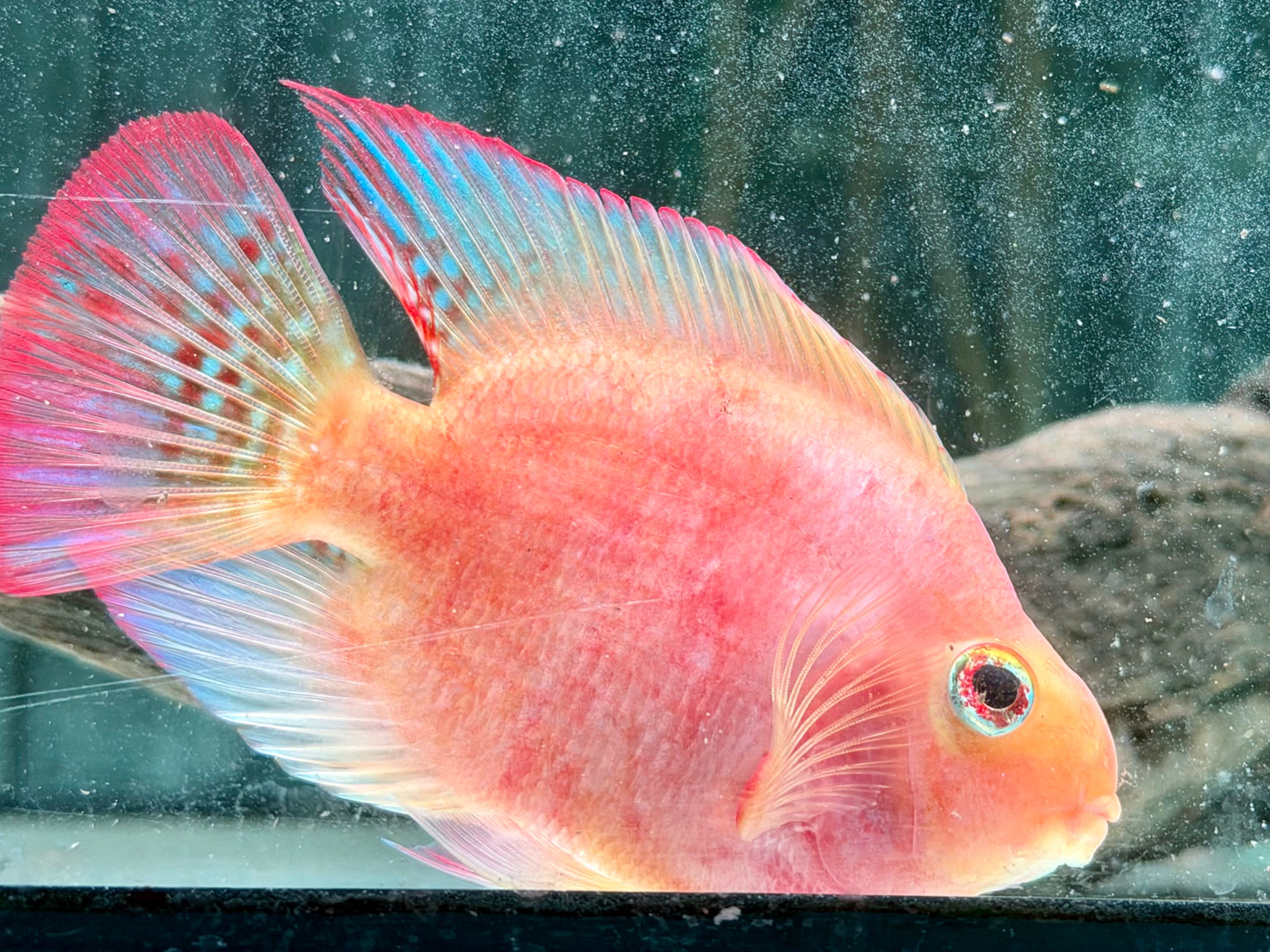Papageienbuntbarsch Parrot rot  Cichlasoma spec. Amphilophus  8-10 cm