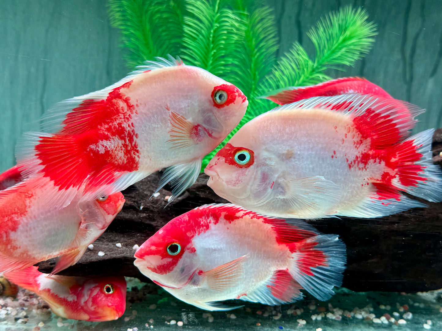 Papageienbuntbarsch Parrot rot weiß Cichlasoma spec. Amphilophus 10-14 cm