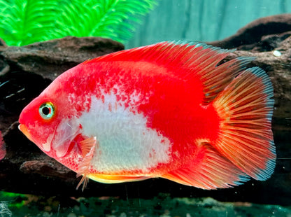 Papageienbuntbarsch Parrot rot weiß Cichlasoma spec. Amphilophus 10-14 cm