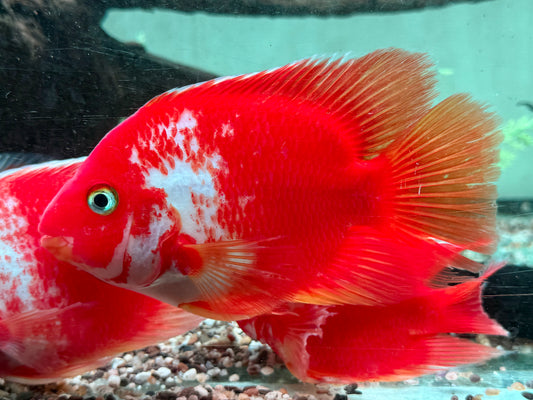 Papageienbuntbarsch Parrot rot weiß Cichlasoma spec. Amphilophus 10 cm