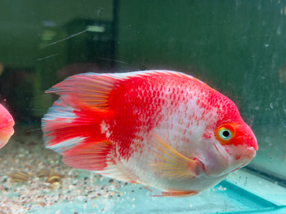 Papageienbuntbarsch Parrot rot weiß Cichlasoma spec. Amphilophus 12-15 cm