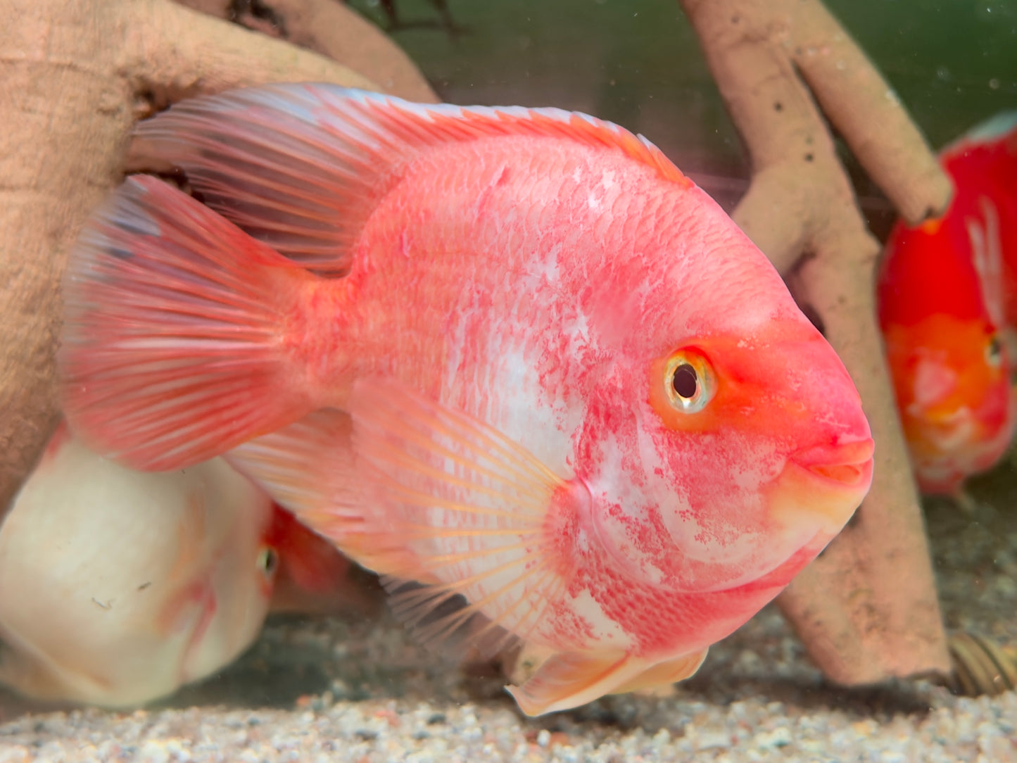 Papageienbuntbarsch Parrot rot weiß Cichlasoma spec. Amphilophus 12-15 cm