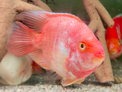 Papageienbuntbarsch Parrot rot weiß Cichlasoma spec. Amphilophus 12-15 cm