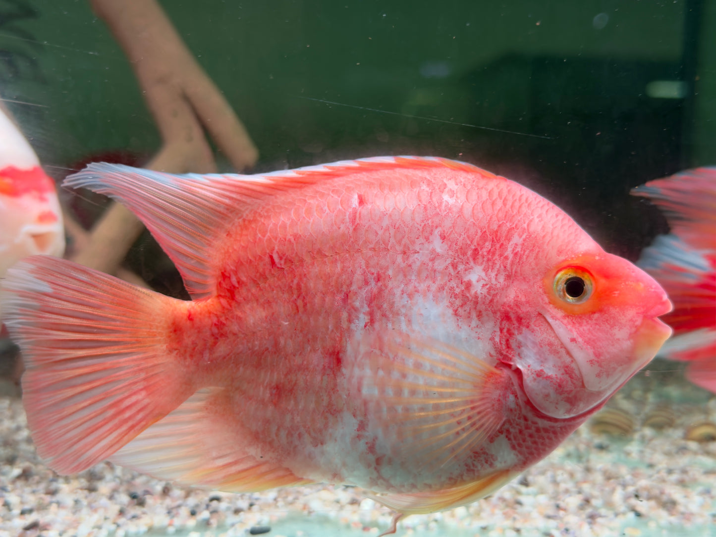 Papageienbuntbarsch Parrot rot weiß Cichlasoma spec. Amphilophus 12-15 cm