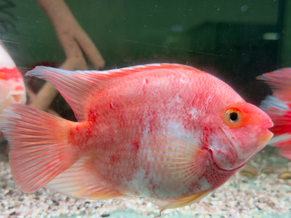 Papageienbuntbarsch Parrot rot weiß Cichlasoma spec. Amphilophus 12-15 cm
