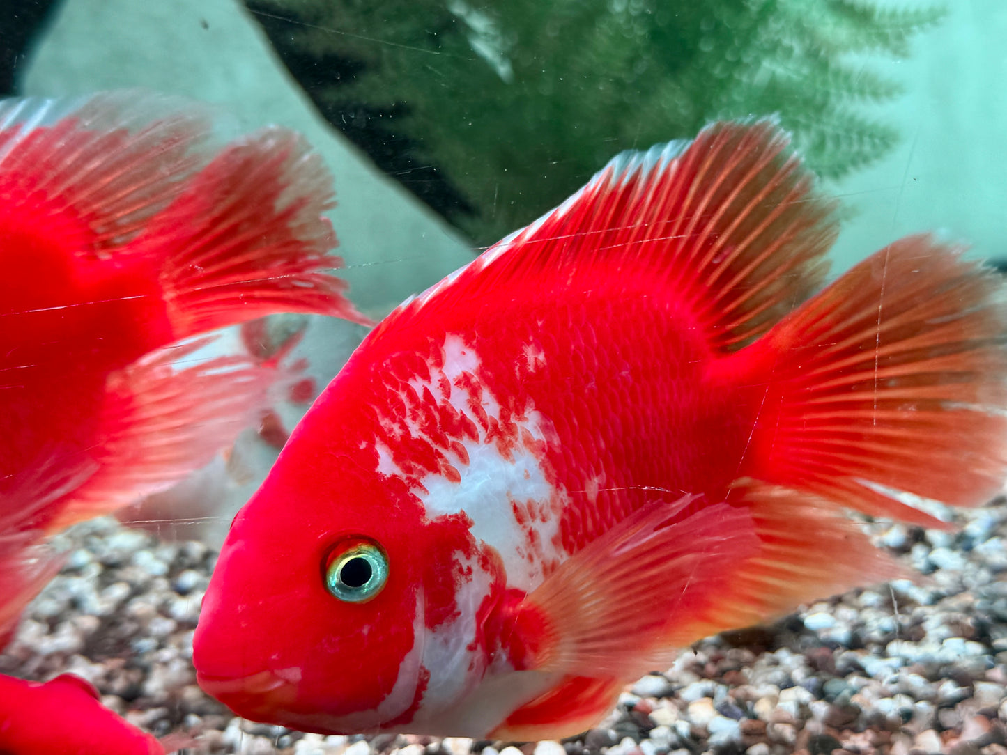 Papageienbuntbarsch Parrot rot weiß Cichlasoma spec. Amphilophus 10 cm