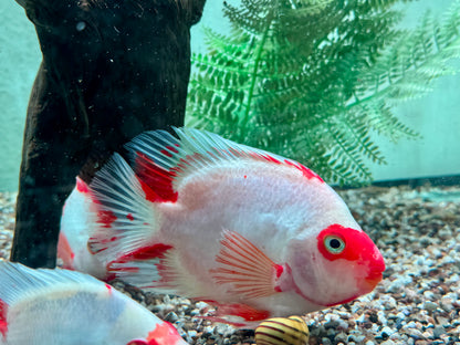 Papageienbuntbarsch Parrot rot weiß Cichlasoma spec. Amphilophus 10 cm
