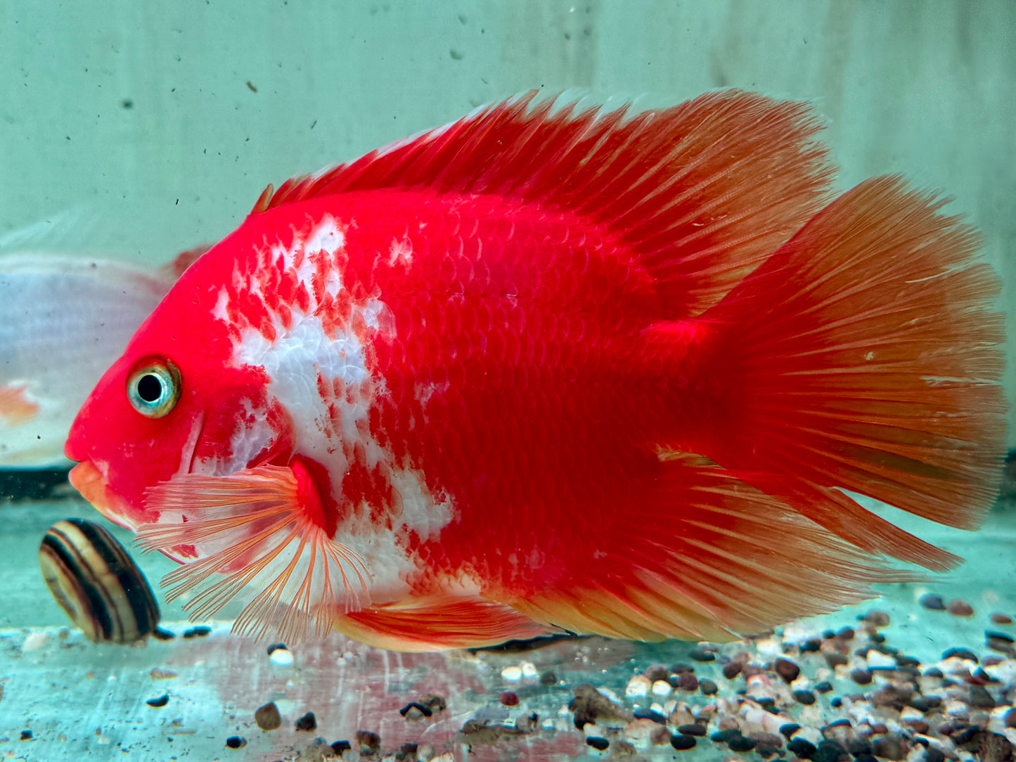Papageienbuntbarsch Parrot rot weiß Cichlasoma spec. Amphilophus 10 cm