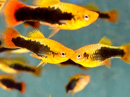 Papageienplaty Hawaii Xiphophorus variatus