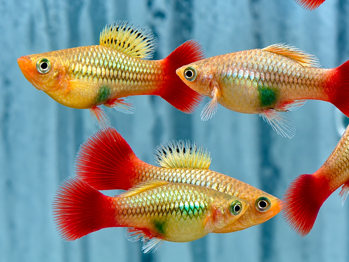 Papageienplaty Xiphophorus variatus