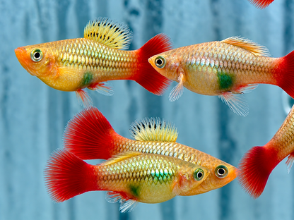 Papageienplaty Xiphophorus variatus