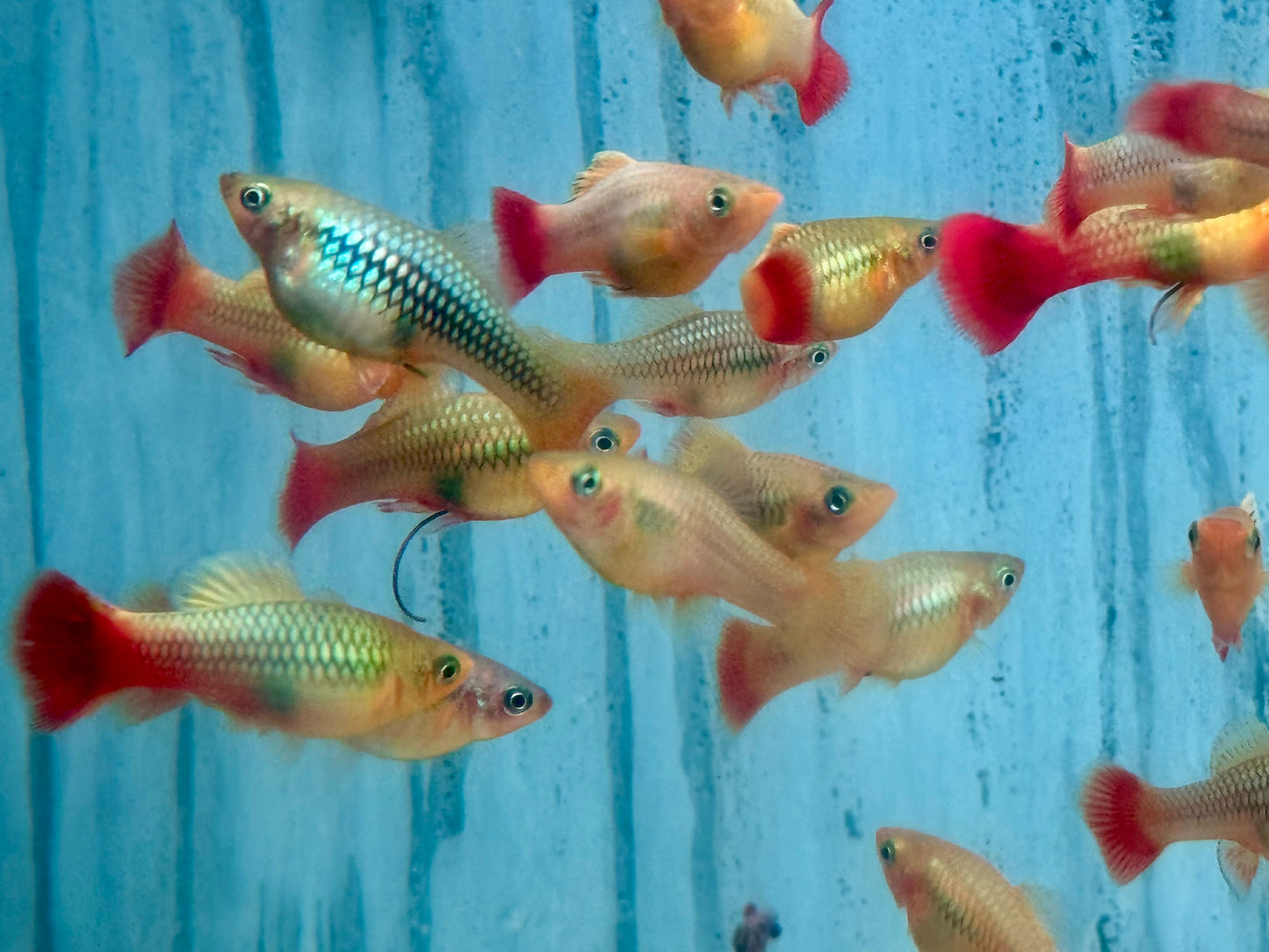 Papageienplaty Xiphophorus variatus
