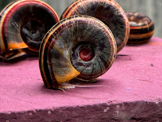 Paradiesschnecke Marisa cornuarietis