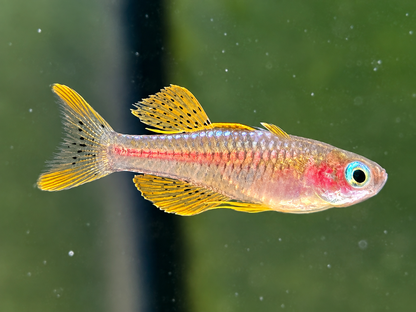 Paskas Blauauge red Neon Pseudomugil luminatus / paskai