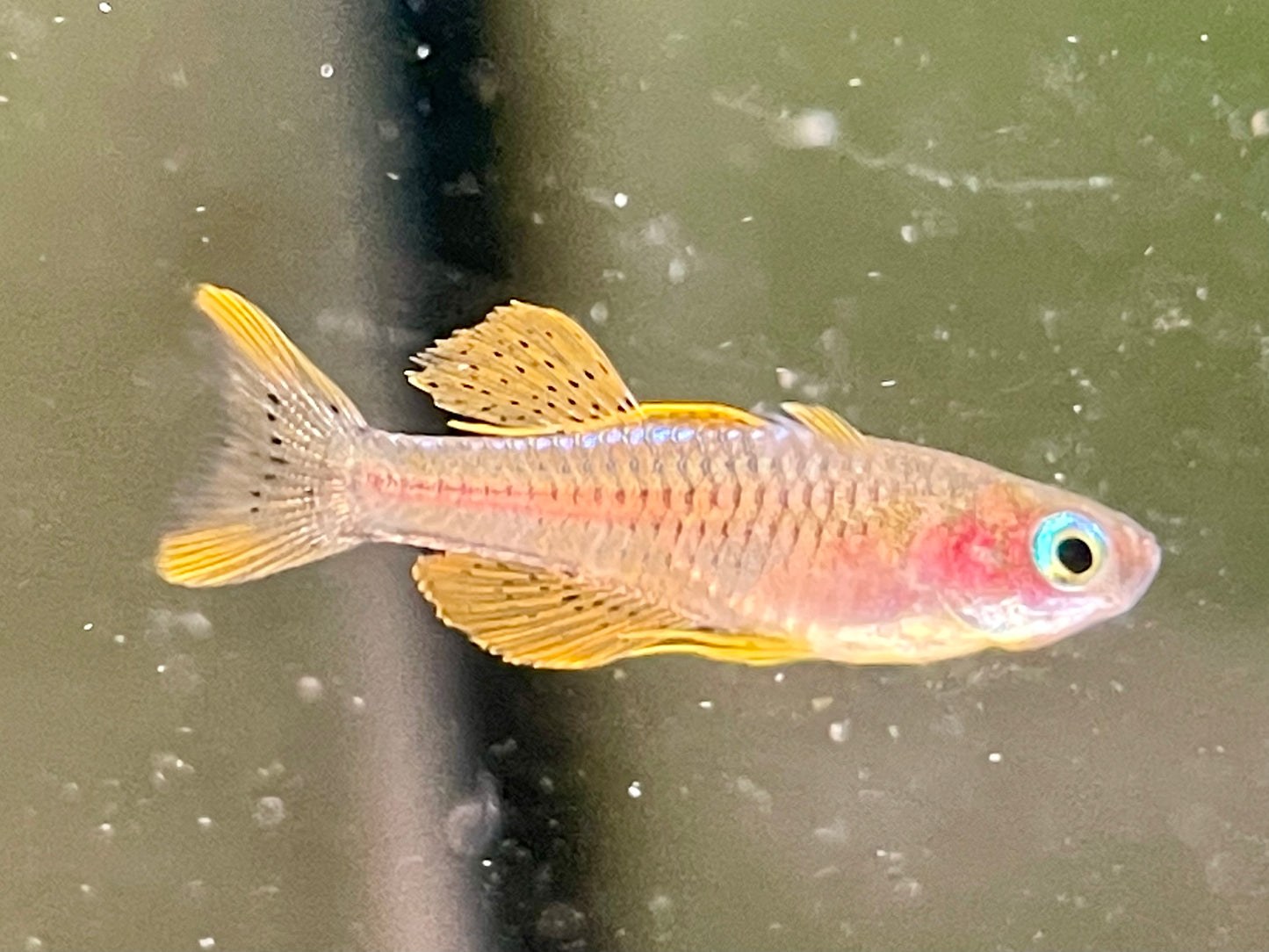 Paskas Blauauge red Neon Pseudomugil luminatus / paskai