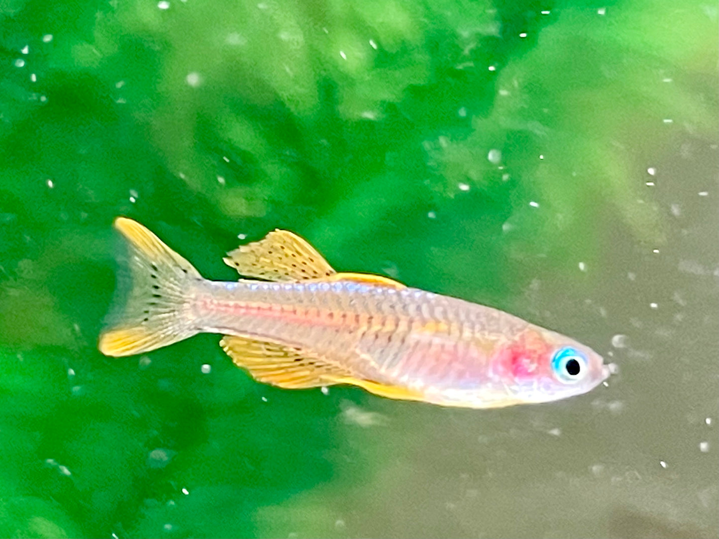 Paskas Blauauge red Neon Pseudomugil luminatus / paskai