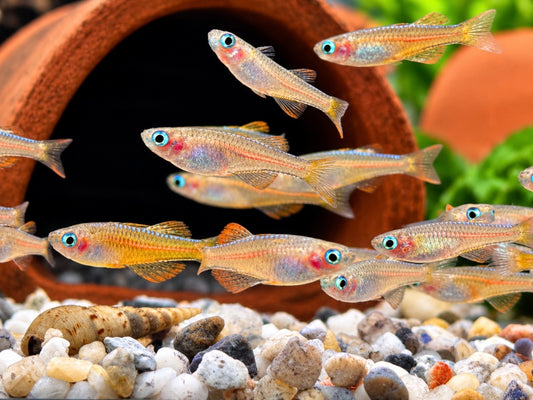 Paskas Blauauge red Neon Pseudomugil luminatus / paskai