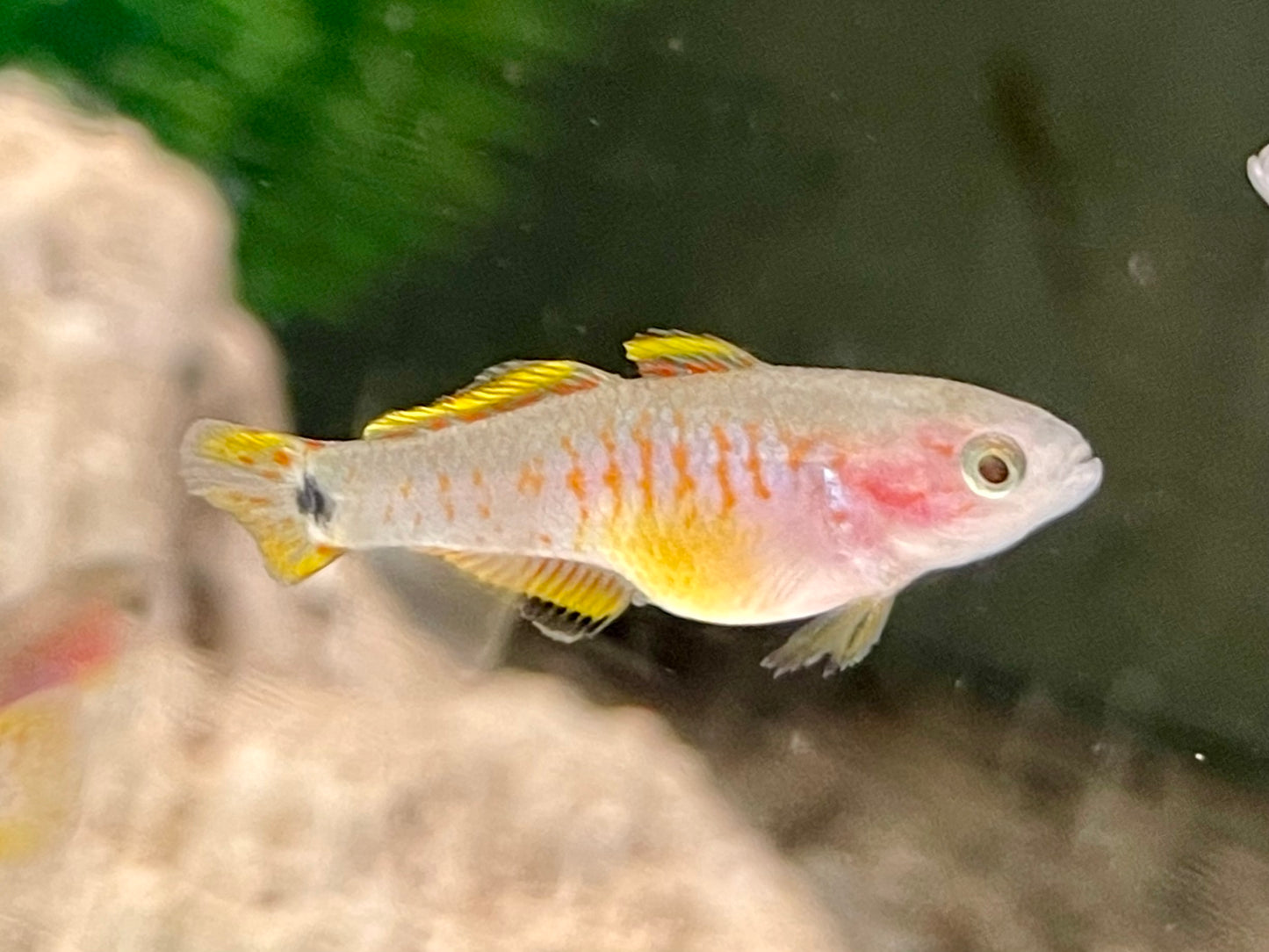 Pastellgrundel / Schwanzfleck Schläfergrundel Tateurndina ocellicauda