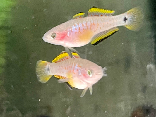 Pastellgrundel / Schwanzfleck Schläfergrundel Tateurndina ocellicauda