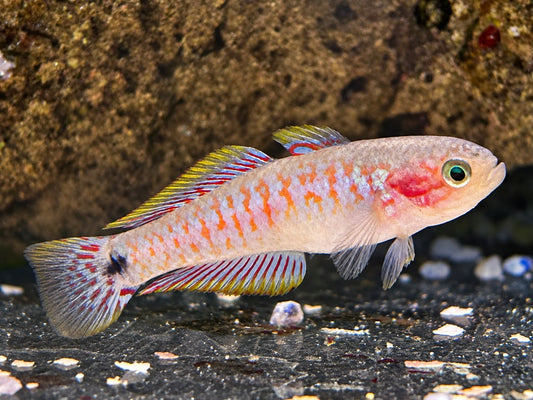 Pastellgrundel / Schwanzfleck Schläfergrundel Tateurndina ocellicauda