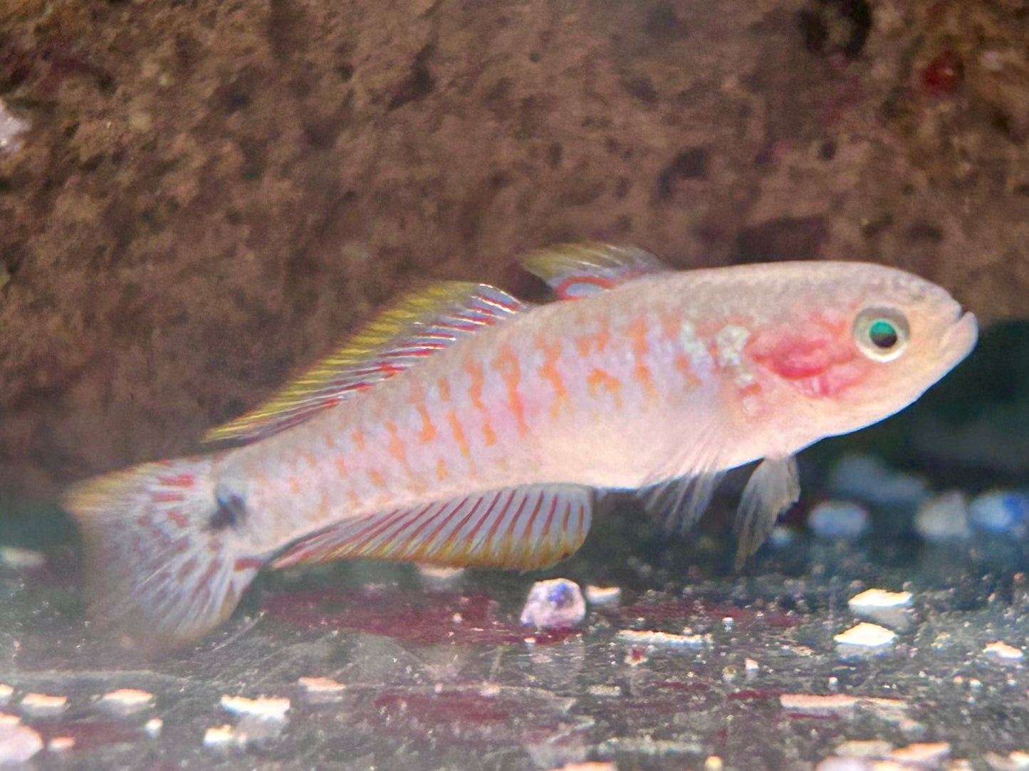 Pastellgrundel / Schwanzfleck Schläfergrundel Tateurndina ocellicauda
