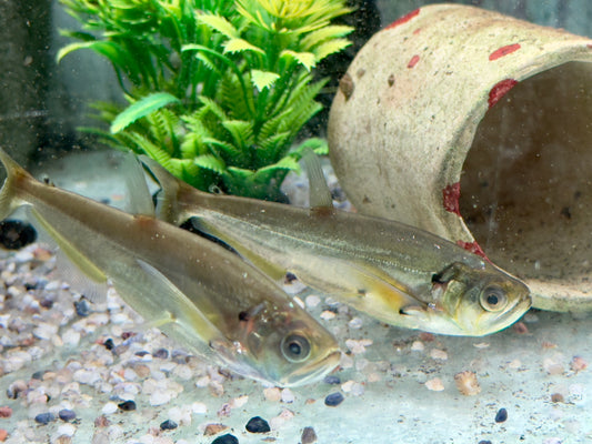 Payara Säbelzahn Salmler Hydrolycus scomberoides