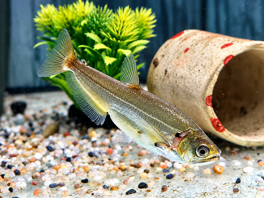 Payara Säbelzahn Salmler Hydrolycus scomberoides
