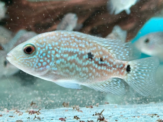 Perlcichlide Herichthys carpintis