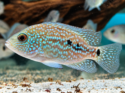 Perlcichlide Herichthys carpintis