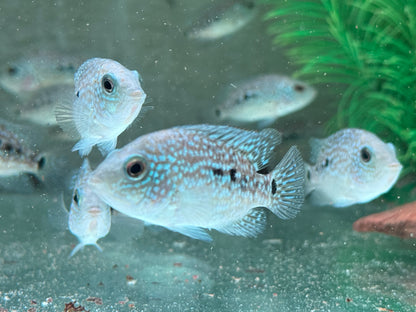 Perlcichlide Herichthys carpintis