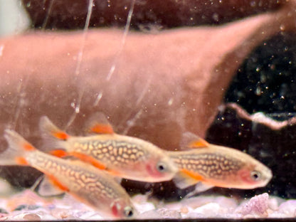 Perlhuhnbärbling Danio margaritatus Nanofisch