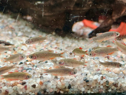Perlhuhnbärbling Danio margaritatus Nanofisch