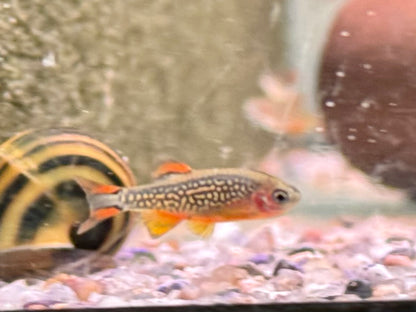 Perlhuhnbärbling Danio margaritatus Nanofisch