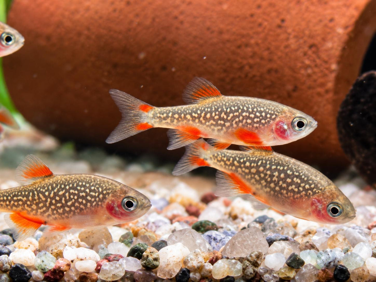 Perlhuhnbärbling Danio margaritatus Nanofisch