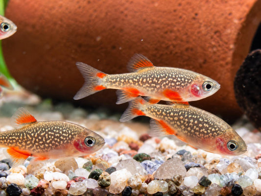 Perlhuhnbärbling Danio margaritatus Nanofisch
