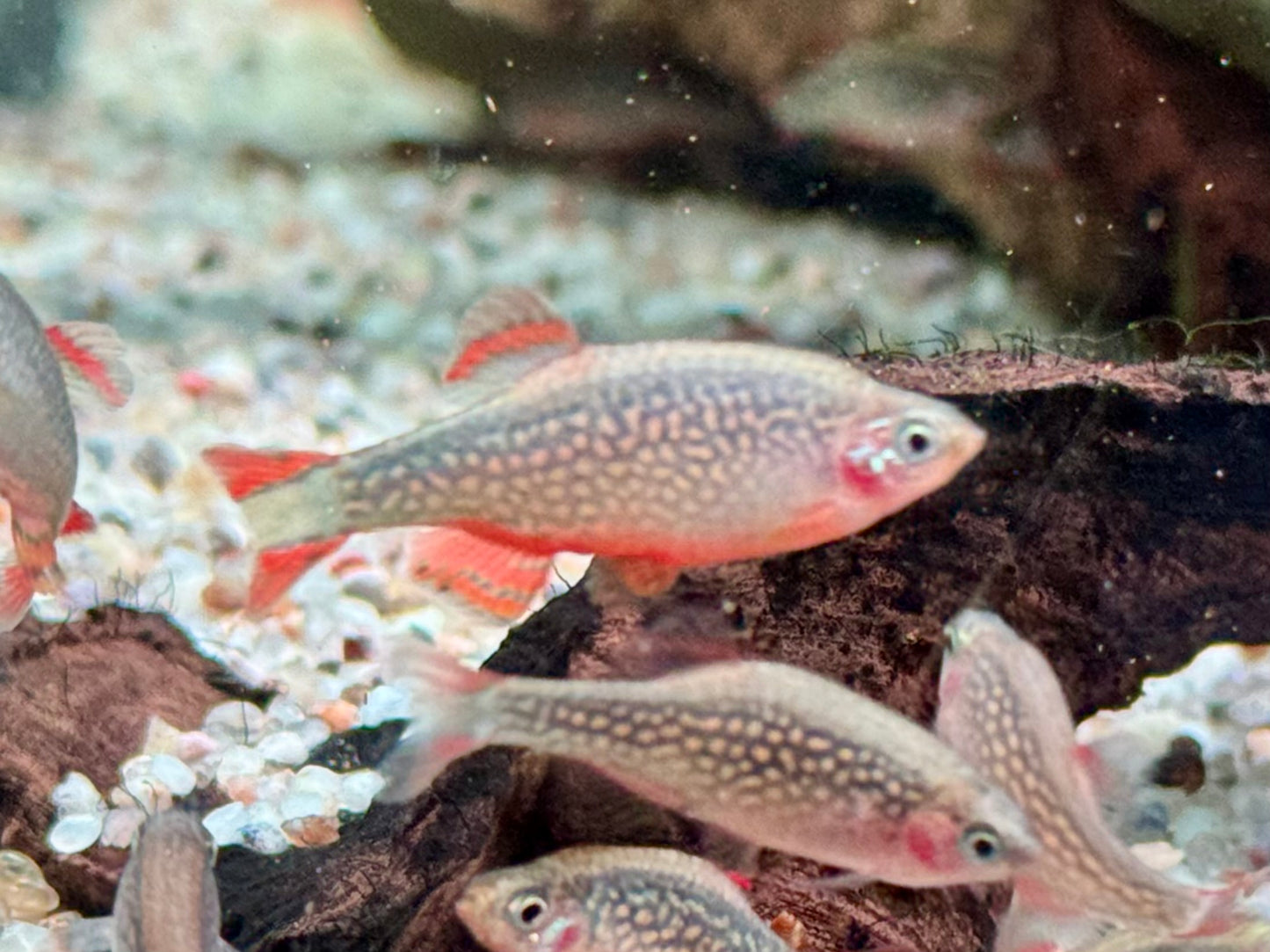 Perlhuhnbärbling Danio margaritatus Nanofisch XL