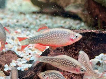 Perlhuhnbärbling Danio margaritatus Nanofisch XL