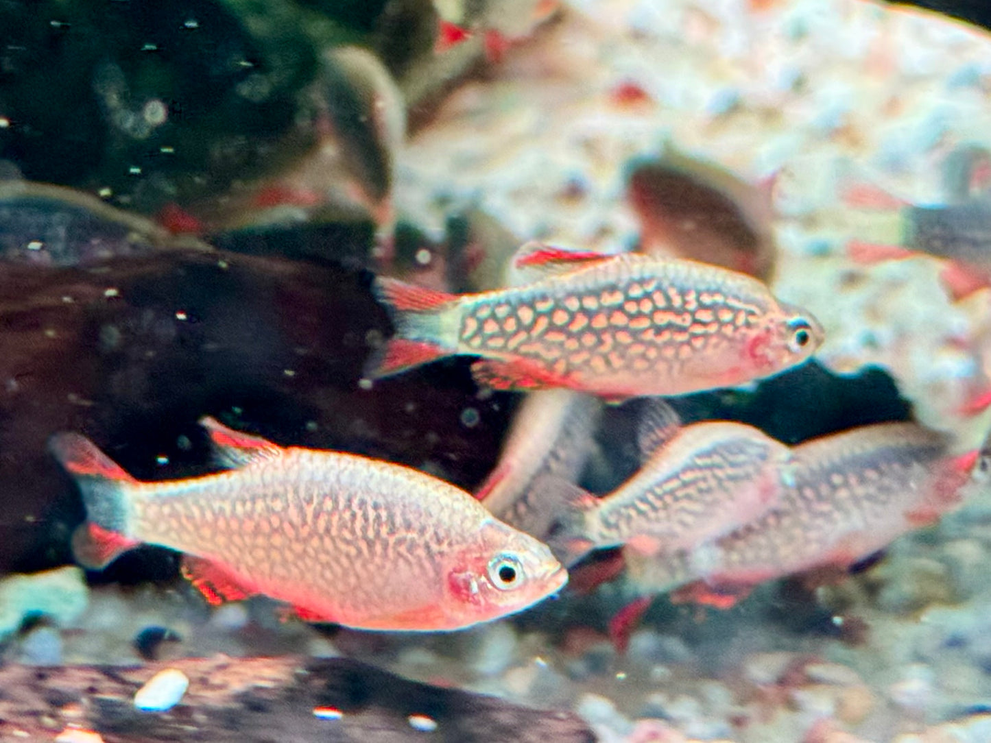 Perlhuhnbärbling Danio margaritatus Nanofisch XL