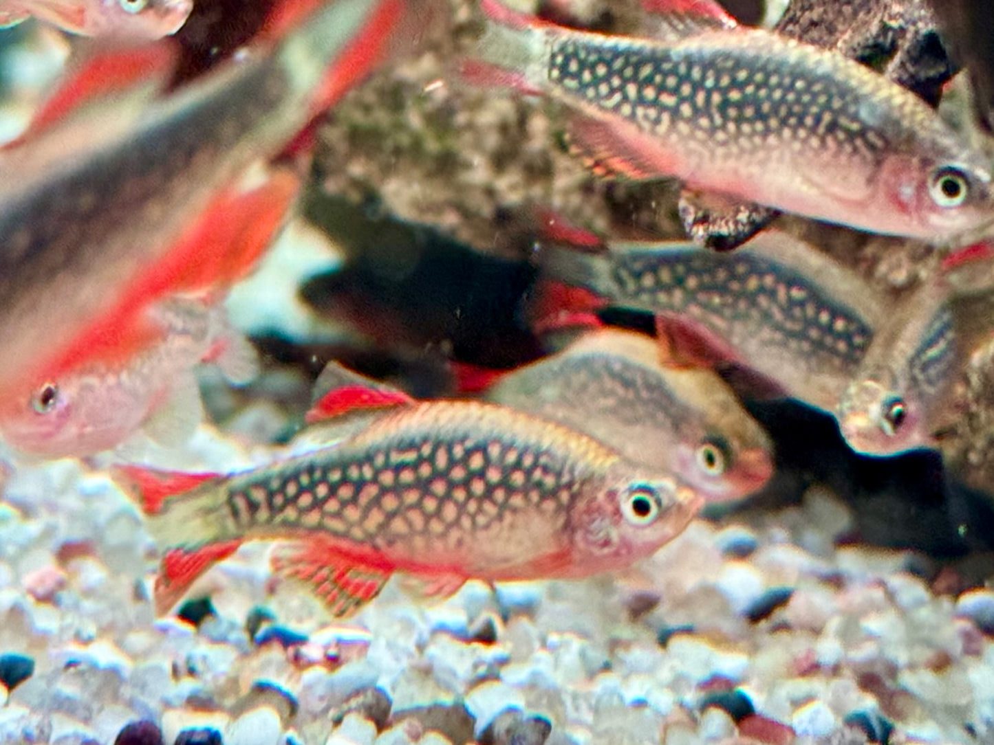 Perlhuhnbärbling Danio margaritatus Nanofisch XL