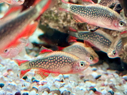 Perlhuhnbärbling Danio margaritatus Nanofisch XL