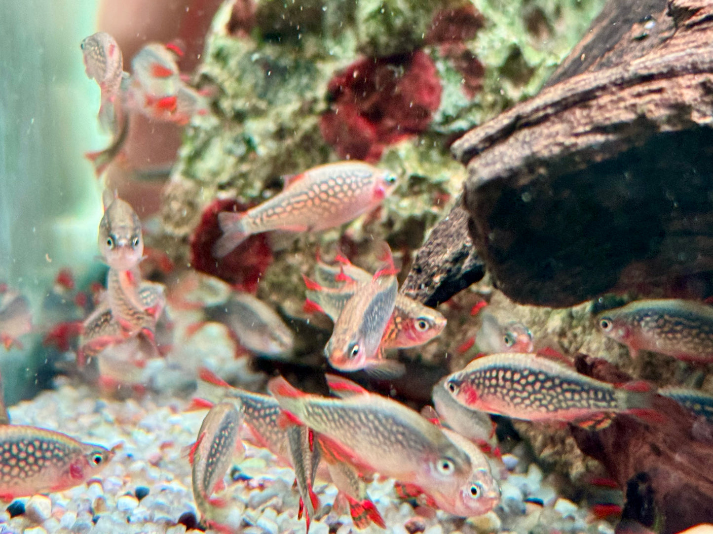 Perlhuhnbärbling Danio margaritatus Nanofisch XL