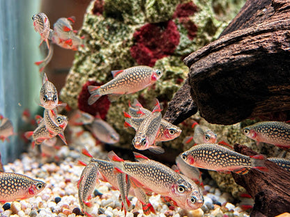 Perlhuhnbärbling Danio margaritatus Nanofisch XL